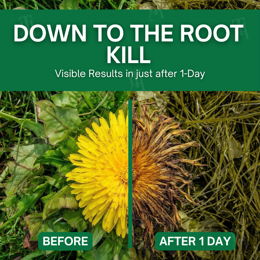 AEXZR® 3-in-1 Herbicide | 24Hr Visible Results | 100% Pet & Child Safe | Max Power Weed & Root Killer 🚫🌿