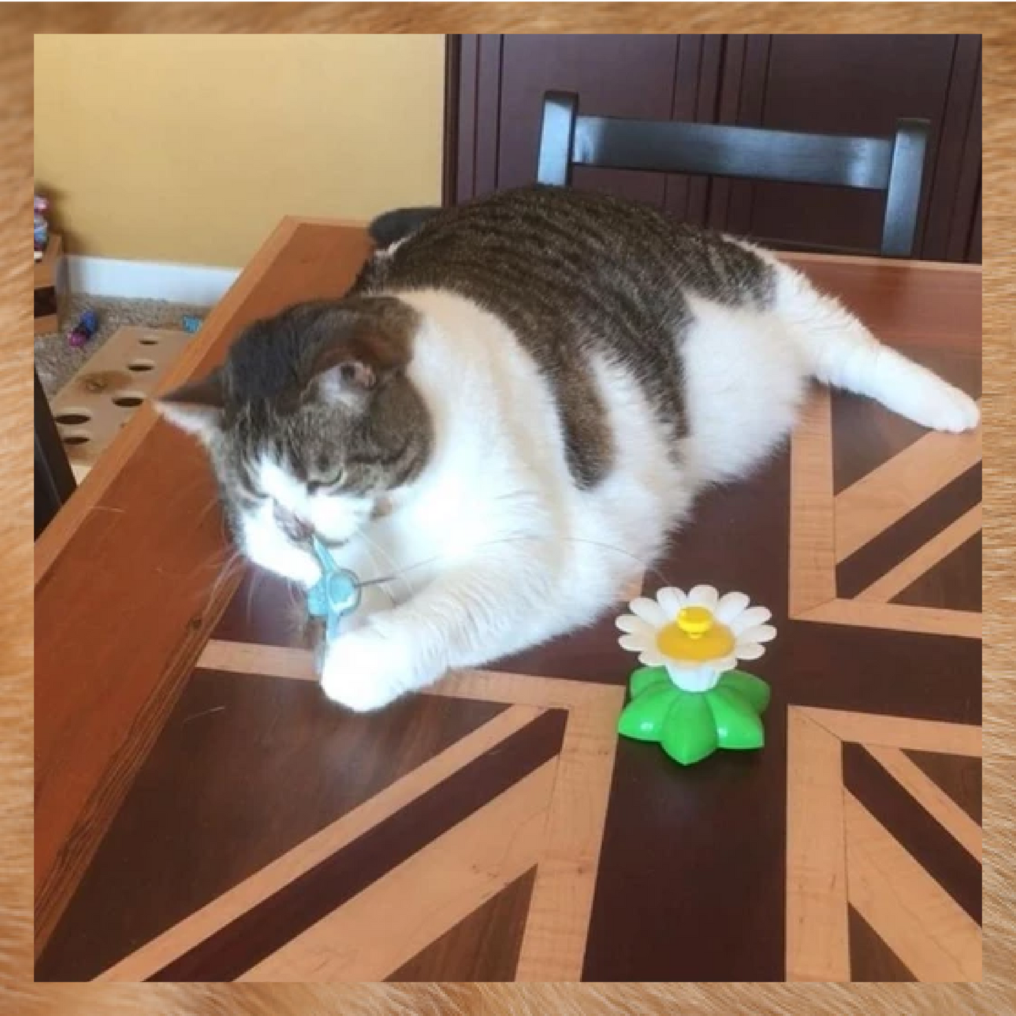 AEXZR®Flying Bird for Cats